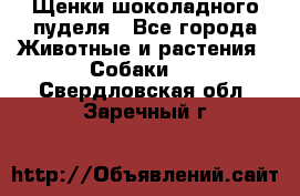 Щенки шоколадного пуделя - Все города Животные и растения » Собаки   . Свердловская обл.,Заречный г.